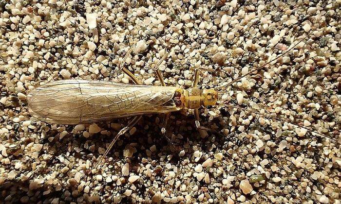 Diese neuentdeckte Steinfliegenart trägt den Namen ihres atemberaubenden aber bedrohten Lebensraums: Isoperla vjosae 