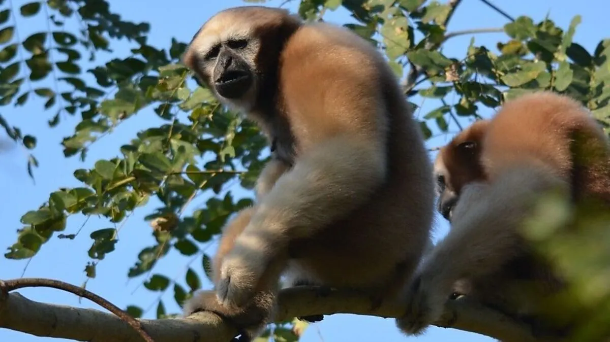 Skywalker Hoolock Gibbons