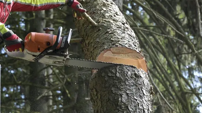 Ein Forstarbeiter schneidet mit einer Motorsäge einen Baum um