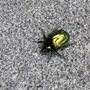 Der Käfer sorgt für Aufsehen 