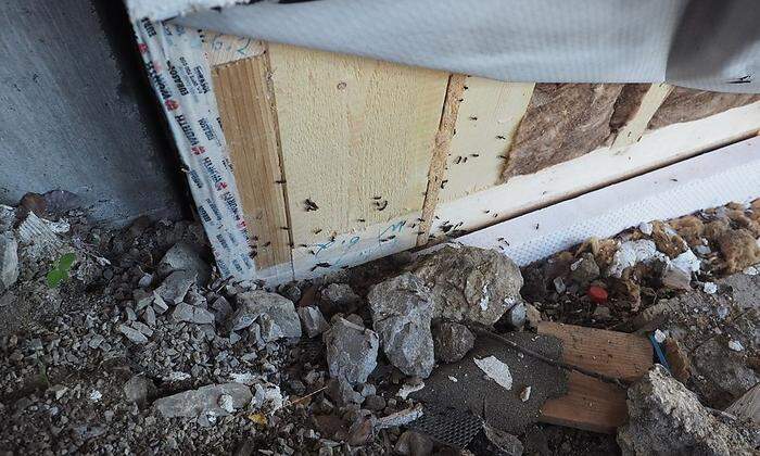 „Bei einer fehlerhaften oder fehlenden Gebäude-  abdichtung sind Insekten Tür und Tor geöffnet“, warnt Nussbaum