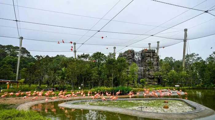 In dem südostasiatischen Stadtstaat hat das "Bird Paradise" in der Mandai Wildlife Reserve seine Pforten geöffnet.