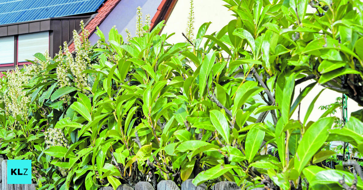 Soll-der-Kirschlorbeer-aus-heimischen-G-rten-verschwinden-