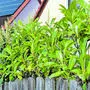 Bild zeigt eine Kirschlorbeer-Hecke