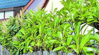 Bild zeigt eine Kirschlorbeer-Hecke