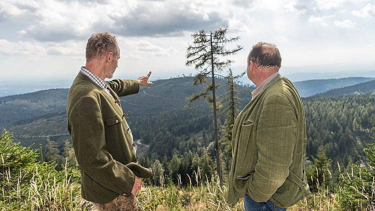 Die komplette Westflanke des Schöckls war nach Sturm Paula kahl. 11 Jahre später wächst hier gesunder Jungwald