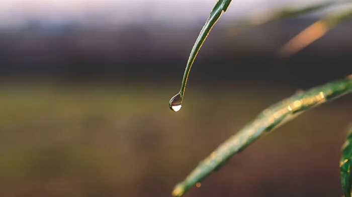 CBD hat sich als legale Alternative im Streit um medizinisches Cannabis etabliert. CBD ist ebenso wie THC ein Wirkstoff der Cannabispflanze. Mit einem Unterschied: CBD wirkt ... 