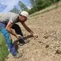Die Trockenheit hat die Landwirtschaft fest im Griff – der Regen, der am Donnerstag fiel, war eine kleine Erleichterung