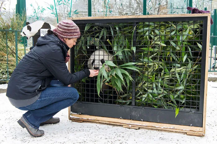 Inzwischen sind sie vom Quarantänebereich in eine große Anlage übersiedelt, berichtete Schönbrunn-Direktorin Dagmar Schratter. Dort tollen sie gemeinsam herum und sind auch bereits für die Besucher zu sehen.