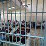 Dem Virus ausgeliefert: Häftlinge in einem ägyptischen Gefängnis