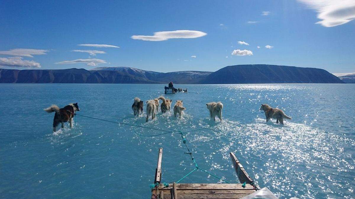 Dieses Bild von Schlittenhunden, die durch Schmelzwasser waten, ging im Juni um die Welt