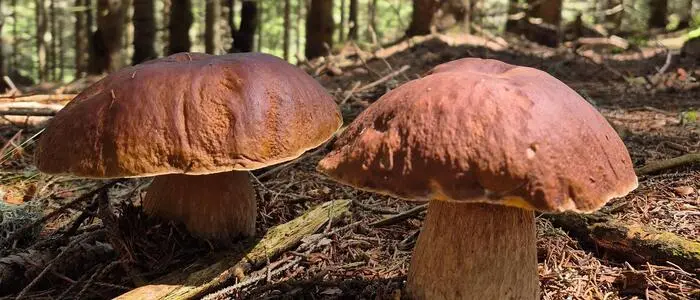 Bisher konnte sich das Wurzelgeflecht der Pilze nicht richtig ausbilden – damit steht das Schwammerljahr schon jetzt unter keinem guten Stern