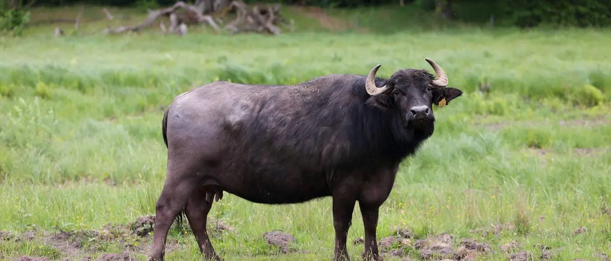 Mit der Haltung von Wasserbüffeln war der Landwirt überfordert