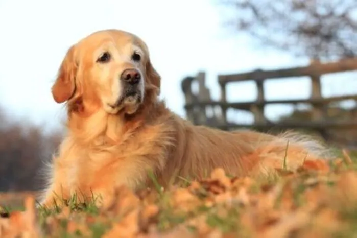 Lisa (in memoriam)