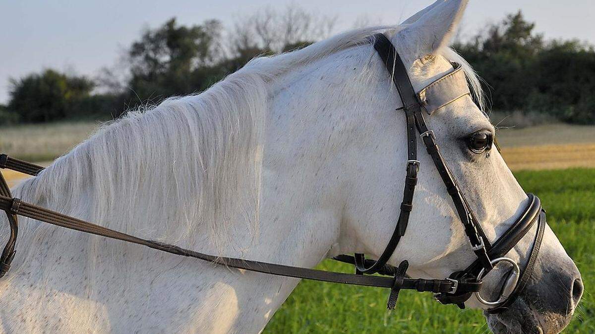 Unfall bei einem Reitfest