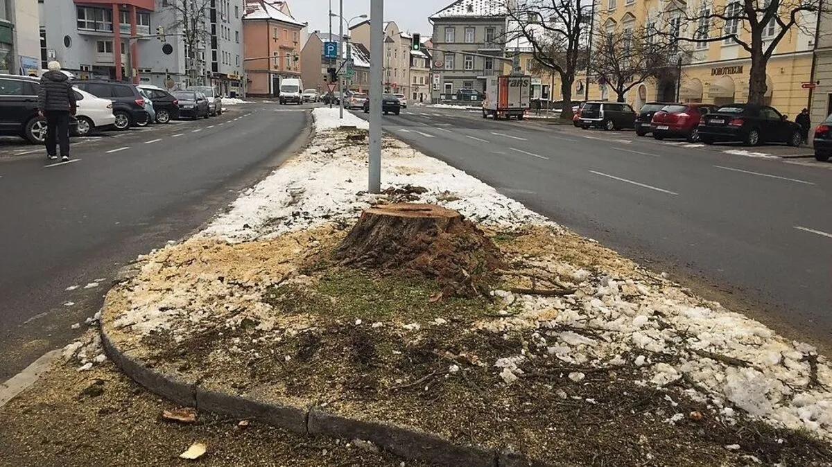Am Stauderplatz wurden Bäume geschlägert