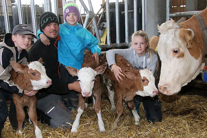 Kuh Wilma brachte am Mittwoch im Stall von Familie Steirer in Kainach drei gesunde Kälber zur Welt. Mutter, sowie "Wanze", "Waldina" und "Wolke" sind wohlauf. Erst vor wenigen Monaten gab es auch in Voitsberg eine tierische Drillingsgeburt. Mehr.