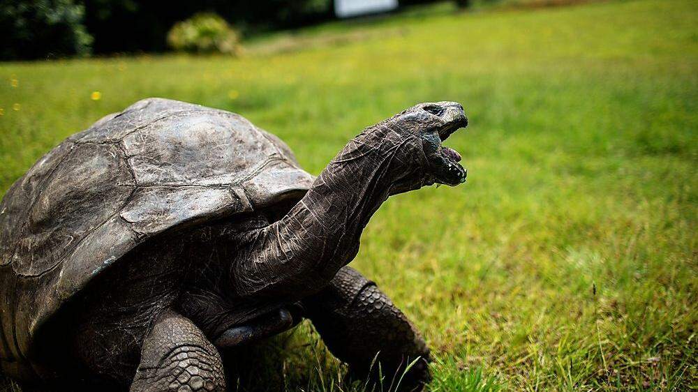 Wie das Guinnessbuch der Rekorde in diesem Jahr offiziell bestätigt hat, ist Jonathan das älteste lebende Landtier und die älteste Schildkröte der Welt