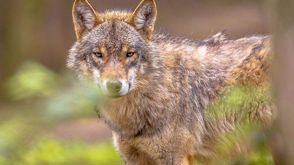 DNA-Spuren bestätigen: Ein Wolf (Sujetbild)  hat in Gaishorn zugeschlagen