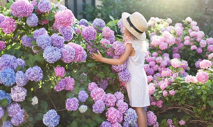 Hortensien hat man über viele Jahre, wenn man ein paar Dinge beachtet