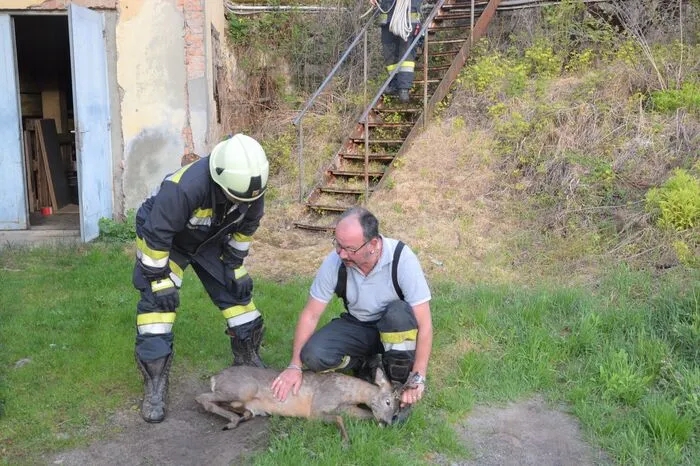Aus einem Mühlenkanal im Bereich der Lieser in Spittal hat die FF Spittal einen Rehbock gerettet. Das erschöpfte Tier konnte die rutschigen Betonwände nicht mehr überwinden. Er konnte unverletzt in die Freiheit entlassen werden.