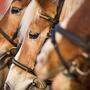 Pferdebesitzer in Einstellbetrieben hoffen, dass sie auch weiterhin zu   ihren Pferden dürfen