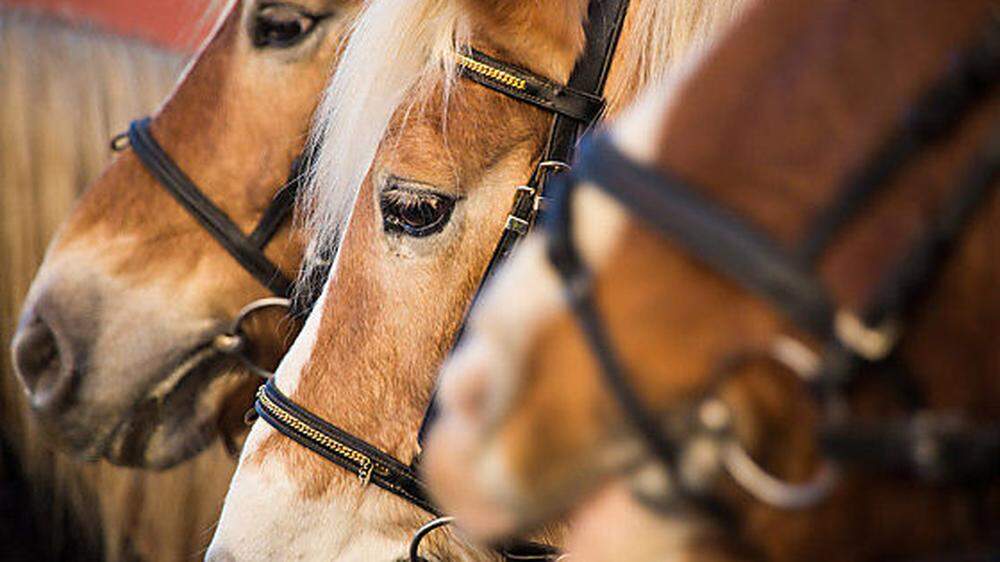 Pferdebesitzer in Einstellbetrieben hoffen, dass sie auch weiterhin zu   ihren Pferden dürfen
