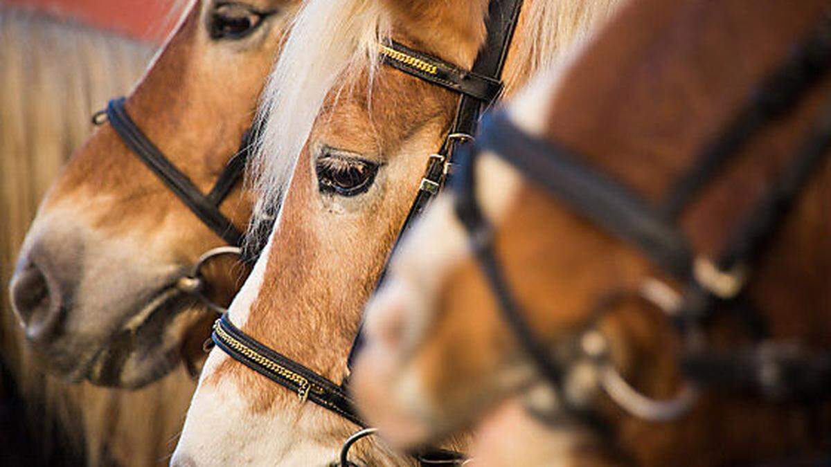 Pferdebesitzer in Einstellbetrieben hoffen, dass sie auch weiterhin zu   ihren Pferden dürfen