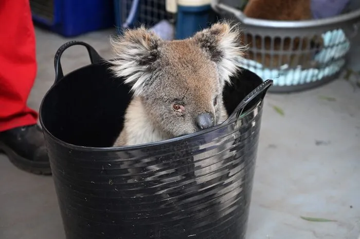 Viele der Lebensräume des australischen Nationaltieres wurden durch die Feuer vernichtet.