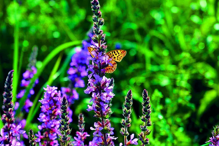Heimische Gewächse pflanzen. Um Hummeln, Bienen und Schmetterlinge anzulocken, braucht es artenreiche Wiesen mit heimischen Pflanzen. Denn Blütenpflanzen und ihre Bestäuber stehen in engem Zusammenspiel. Auch Wildblumen oder Küchenkräuter am Balkon sind Insektenmagnete. Wichtig sind unterschiedliche Blühzeitpunkte, damit das Nahrungsangebot vom Frühjahr bis in den Herbst reicht. Gefüllte Blüten wie bei manchen Geranien produzieren kaum Nektar und sind für Insekten wertlos. Auch die Thujenhecke hat keinen Wert als Lebensraum für Tiere.