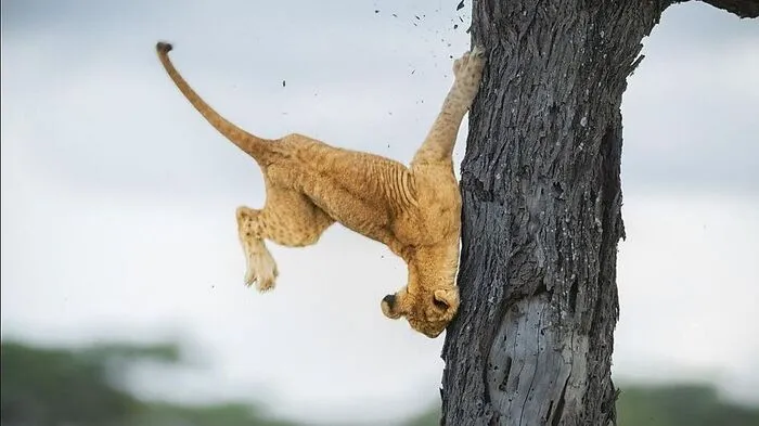Zum Foto des Jahres wurde das Bild von Jennifer Hadley gewählt, das ein ungeschicktes Löwenbaby mit gar nicht so katzenhaften Reflexen zeigt. Das mit dem Klettern muss es wohl noch lernen.