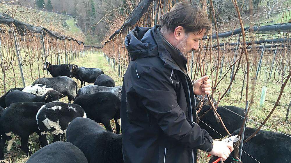 Auch die Pflege der Weinstöcke ist eine Winterarbeit. Im Bild: Willi Sattler