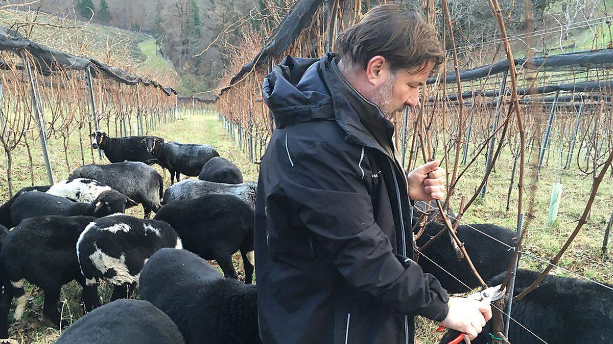 Auch die Pflege der Weinstöcke ist eine Winterarbeit. Im Bild: Willi Sattler