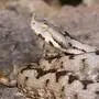 Eine Hornotter, auch Hornviper oder Europäische Hornnatter genannt, dürfte das Mädchen gebissen haben