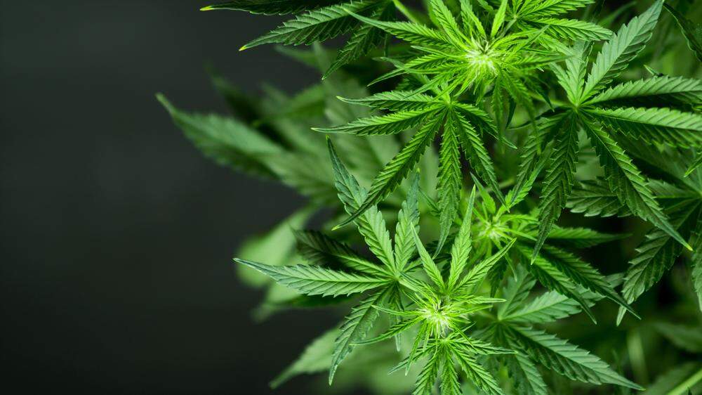 Eine Klagenfurter Firma wirbt mit Beteiligungen an Cannabiszucht