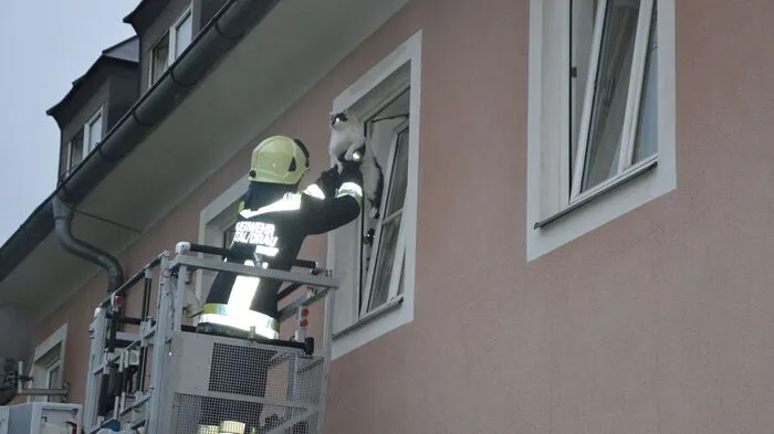 Katzen und Hunde führen die Liste der zu rettenden Tiere bei der Feuerwehr an. Während Katzen sich in der Höhe versteigen und mit Hilfe von Leitern geholt werden müssen, sind Hunde oft aus Kanälen, Schächten oder wie zuletzt in Spittal aus einem Wasserkanal zu retten. Bei einem Einsatz zur Rettung eines Hundes am Burschtlweg im steilen Gelände war sogar die Hilfe der Bergrettung notwendig.