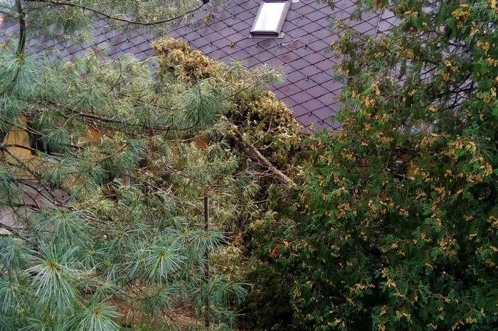 Auf ein weiters Haus war ein Baum gestürzt.