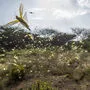 Die Wüstenheuschrecken vermehren sich laut der FAO dank der derzeitigen Wetterbedingungen mit außergewöhnlicher Geschwindigkeit