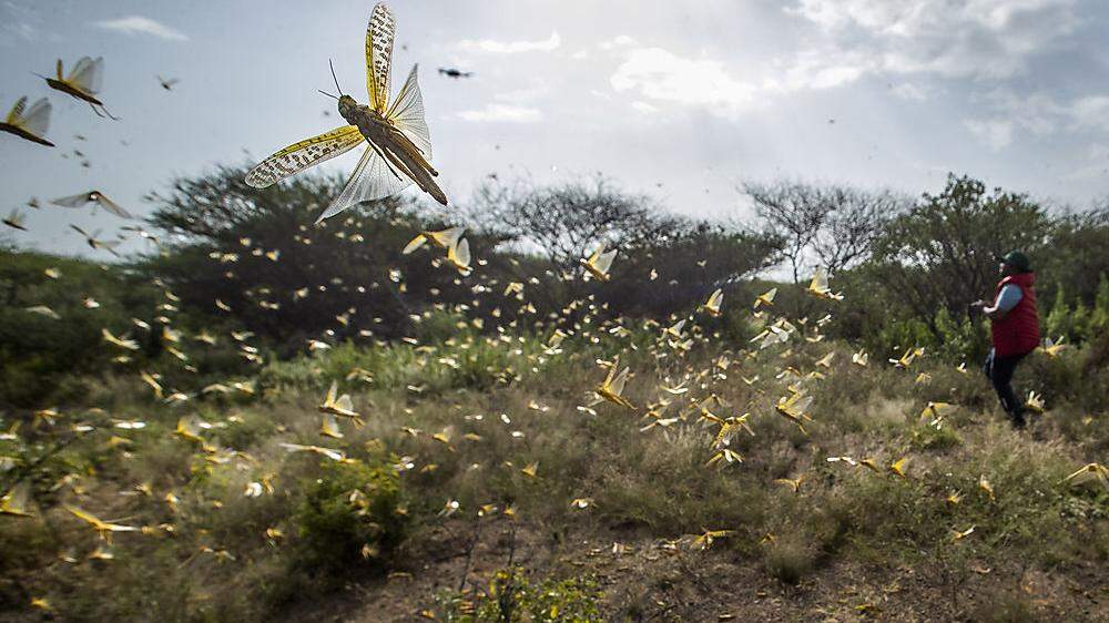 Die Wüstenheuschrecken vermehren sich laut der FAO dank der derzeitigen Wetterbedingungen mit außergewöhnlicher Geschwindigkeit