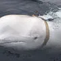 Ende April 2019 hatte die norwegische Küstenwache einen zahmen und neugierigen Belugawal vor den Küsten des nördlichsten Verwaltungsbezirks Finnmark gesichtet, der sich Fischerbooten näherte und einen Gurt samt Kamerahaltung mit der englischen Aufschrift "Ausrüstung St. Petersburg" trug