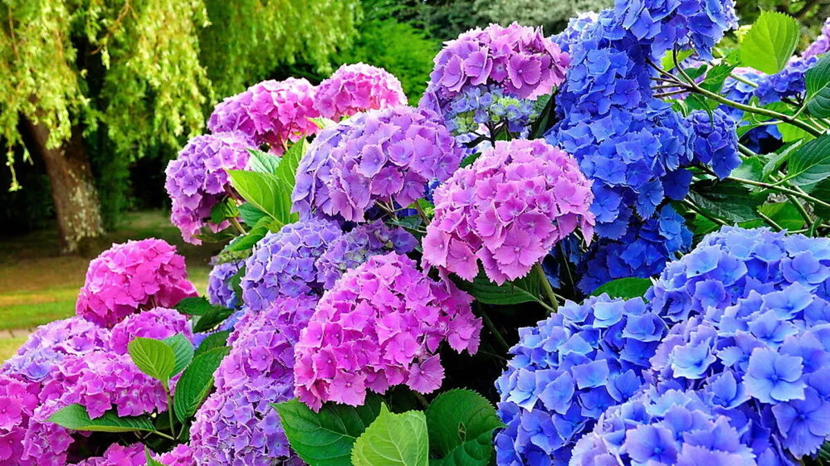 Die beliebte Hortensie ist empfindlich