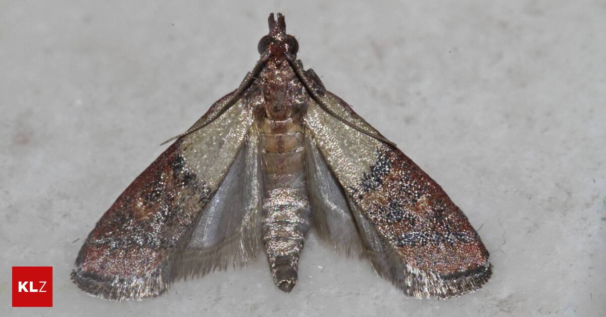 St-renfried-im-M-sli-Was-hilft-gegen-die-D-rrobstmotte-in-den-Haushalten-