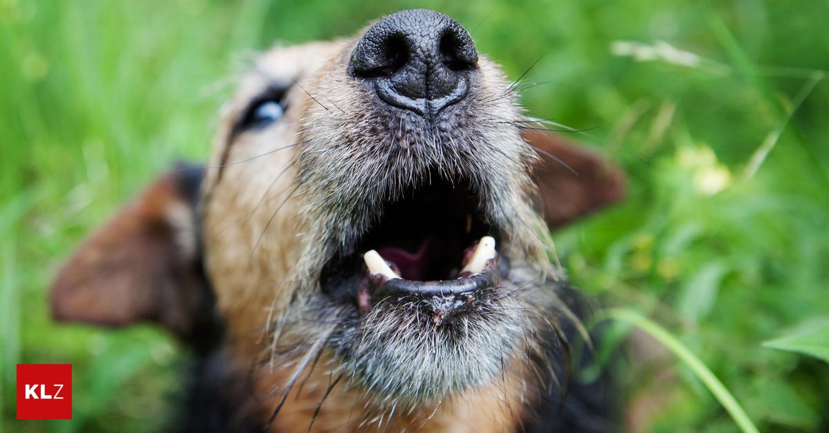 Expertentipp "Der Nachbarshund bellt ständig, was kann ich tun?"