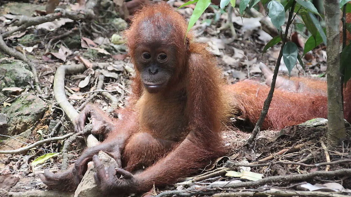 Die Orang Utans im Gunung Leuser Nationalpark sind Besuche ihrer menschlichen Verwandten gewohnt