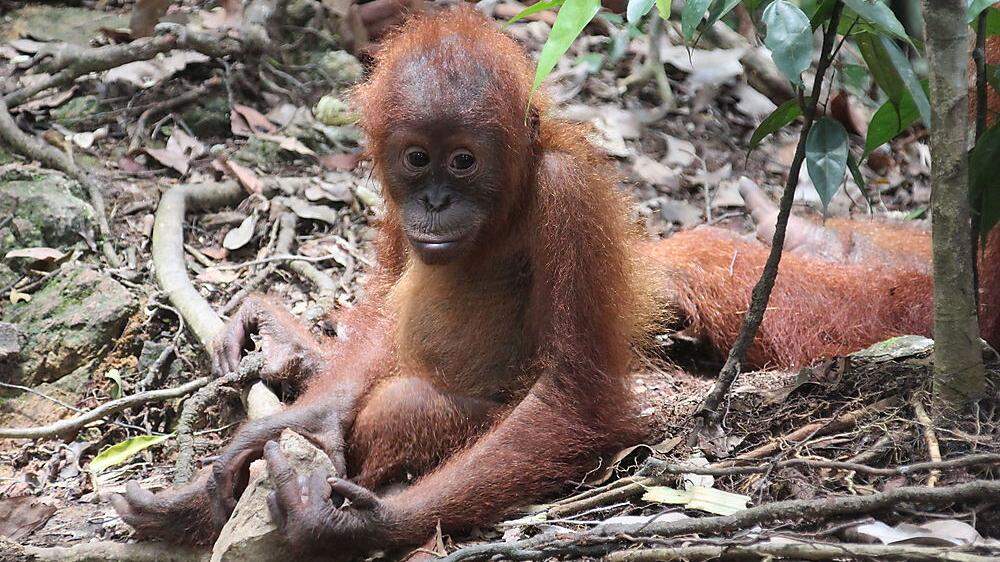 Die Orang Utans im Gunung Leuser Nationalpark sind Besuche ihrer menschlichen Verwandten gewohnt