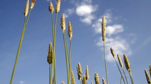 Gräser haben aktuell bei sonnigem Wetter Hochsaison