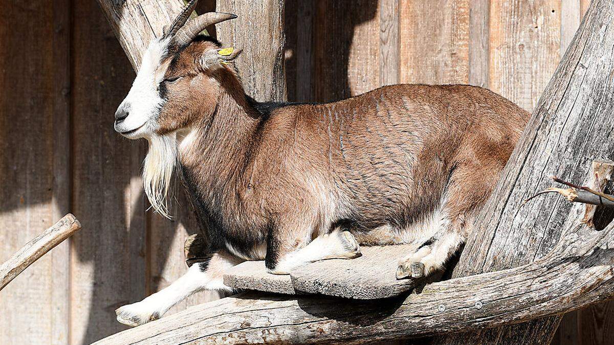 Der Bock war kerngesund