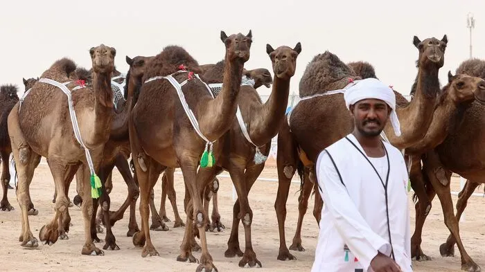 Die Suche nach Schönheitsidealen und das Messen daran treibt immer wieder seltsame Blüten. Bei Kamel-Shows in Saudi-Arabien wurden wieder Botox-optimierte Kamele präsentiert, bis diese und andere "unnatürlichen" Praktiken verboten wurden...