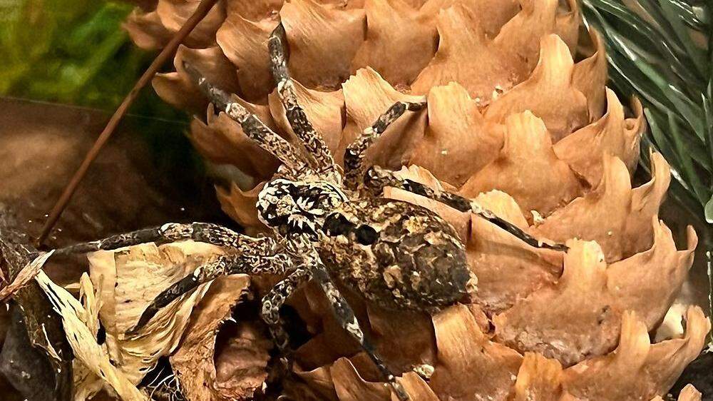 Die Nosferatu-Spinne ähnelt der Hausspinne, ist aber anders gezeichnet