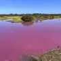 Sumpf auf Maui hat sich pink verfärbt | Ungewöhnlicher Anblick im Kealia Pond National Wildlife Naturschutzgebiet